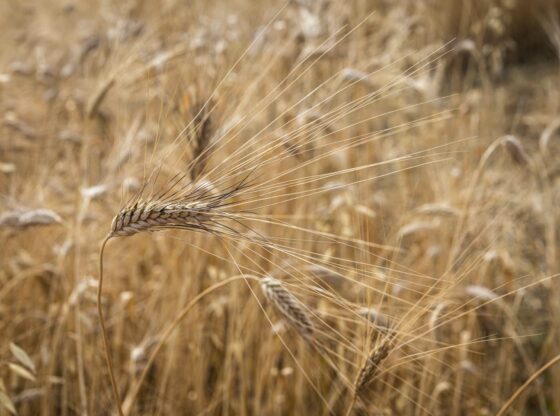 Cerealicoltura e siccità, in Sicilia MIXWHEAT porta in campo il “Furat” Li Rosi