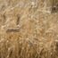 Cerealicoltura e siccità, in Sicilia MIXWHEAT porta in campo il “Furat” Li Rosi