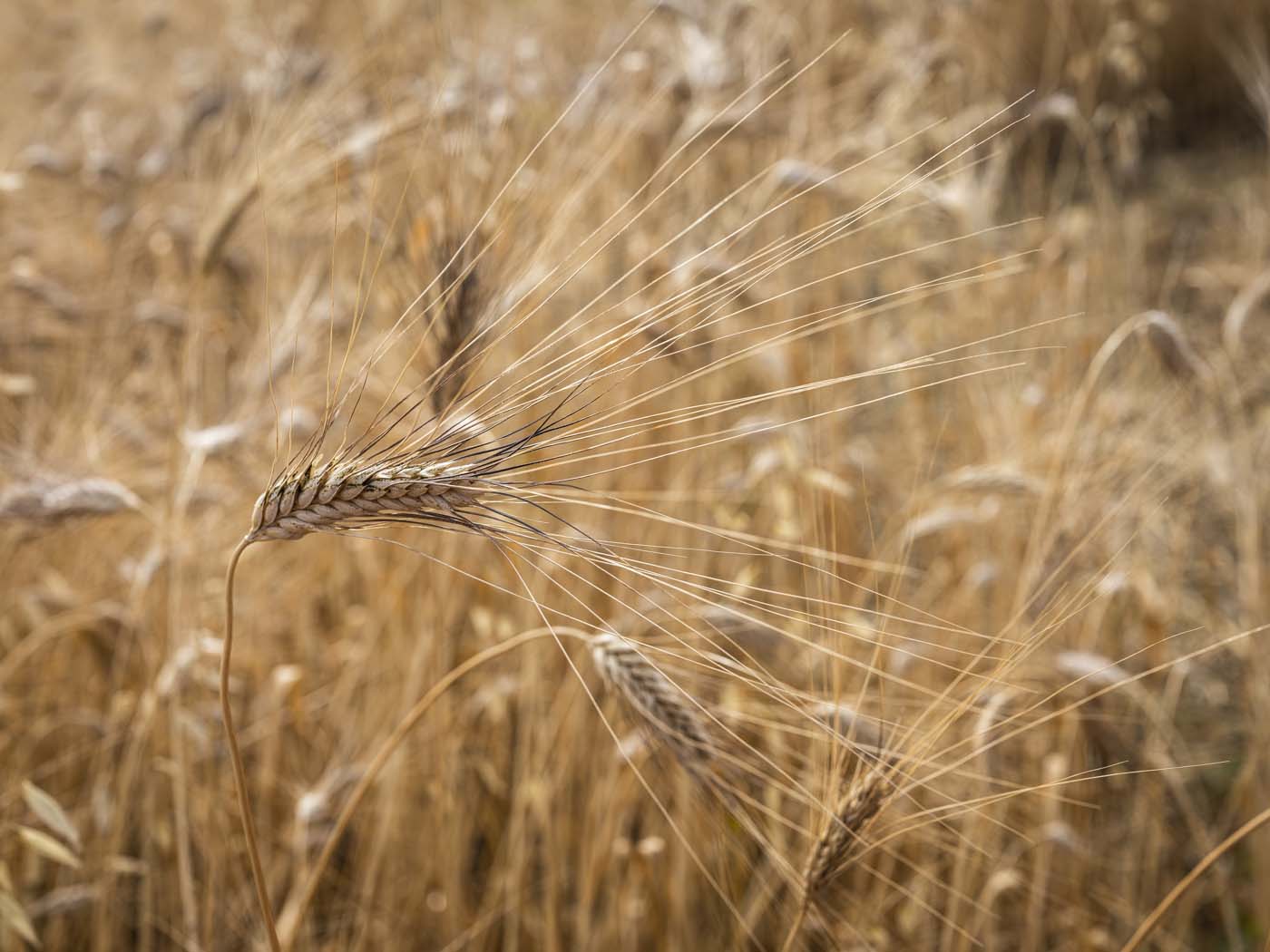 Cerealicoltura e siccità, in Sicilia MIXWHEAT porta in campo il “Furat” Li Rosi