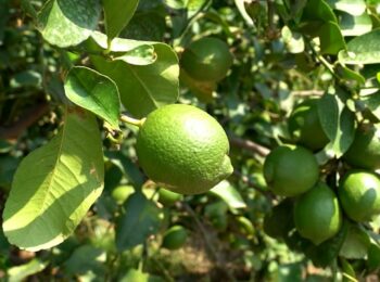 La filiera del limone dell’Etna protagonista del programma televisivo La Natura dal Campo alla Tavola