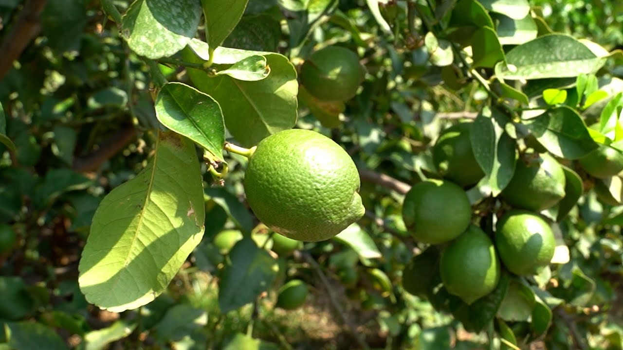 La filiera del limone dell’Etna protagonista del programma televisivo La Natura dal Campo alla Tavola